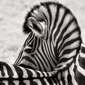 Medical Backpack *Updated May 2019* — The Tale of a Zebra (EDS