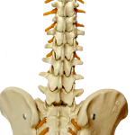 A plastic model of the lumbar spine